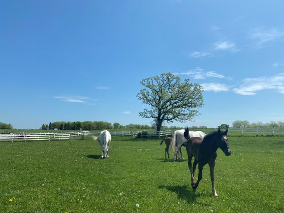 New Baby Lipizzan Horses of 2020 at Tempel Lipizzans