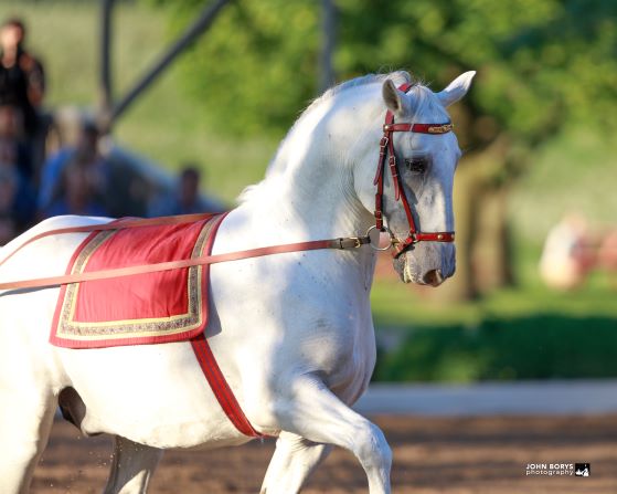 How  a Lipizzan stallion learns to dance. PLUS Baby Lipizzans!