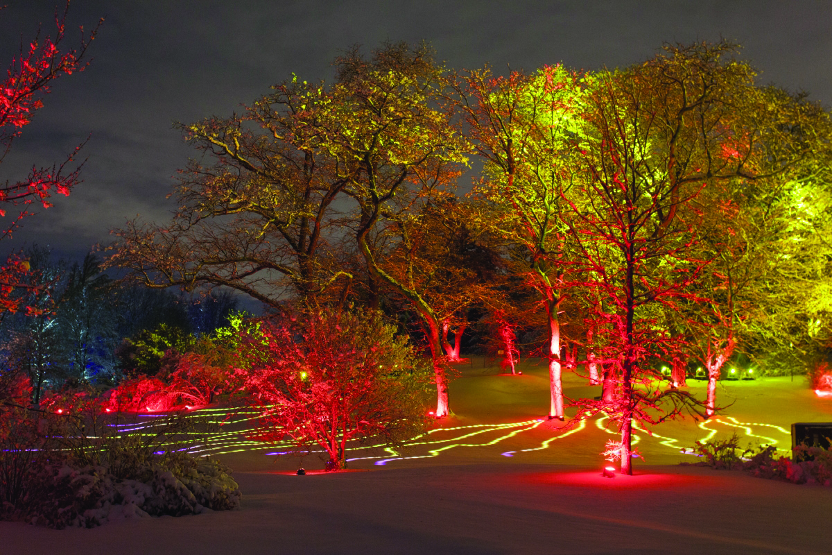 Illumination Tree Lights at The Morton Arboretum