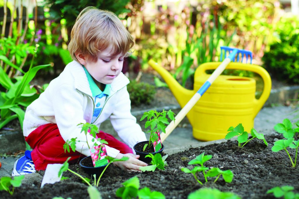 Cute preschool blond boy planting seeds and seedlings of tomatoes in vegetable garden