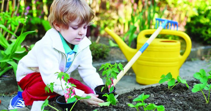 Cute preschool blond boy planting seeds and seedlings of tomatoes in vegetable garden